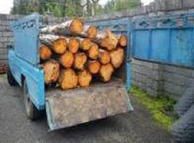 قطع درختان جنگلی به تاراج بردن منابع ملی کشور است,اخبار چوب , خبر چوب , اخبار صنعت چوب , صنعت چوب و کاغذ