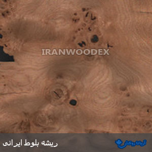 روکش چوبی آریانا-175-ریشه بلوط ایرانی