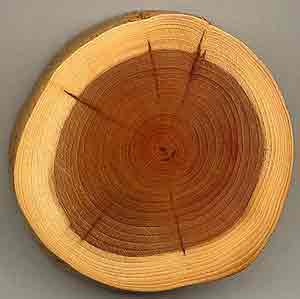 کاربرد چوب ملچ، قیمت چوب ملچ،مشخصات چوب ملچ، فروش چوب ملچ، خصوصیات چوب ملچ